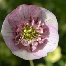Lumeroos ANEMONE PICOTEE
